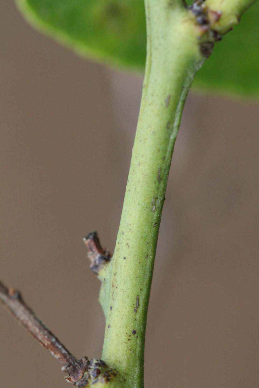              First year twig (Kinokuni, Riverside, CA)       